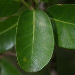 Ficus reflexa ഇല