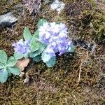 Primula marginataКветка