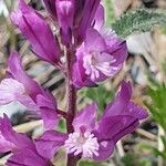Polygala nicaeensis Fula