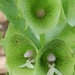 Moluccella laevis Λουλούδι