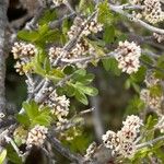 Rhus microphylla Кветка