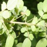 Oxalis frutescens Fulla