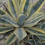 Agave americana Folha