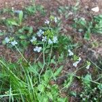 Arabidopsis arenosaКвітка