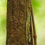 Landolphia owariensis Azala