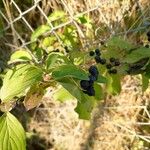 Cornus amomum Folla