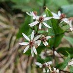 Eurybia macrophylla Flower