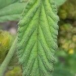 Waltheria indica Leaf