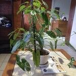 Philodendron burle-marxiiFolha