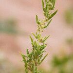 Amaranthus graecizans 葉