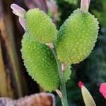 Canna × hybrida Fruit