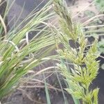 Chaetotropis chilensis 花