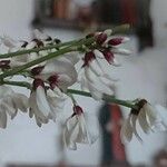 Retama raetam Fleur