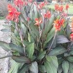 Canna indica Φύλλο