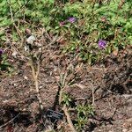 Rhododendron russatum Habit