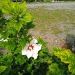 Hibiscus syriacusΛουλούδι