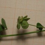 Medicago tornata Fruit