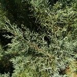 Juniperus osteosperma Hoja