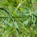 Hypericum hyssopifolium Лист