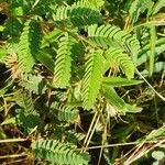 Chamaecrista fallacina Leaf