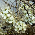 Prunus spinosa Blüte