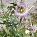 Dipsacus fullonumFlower