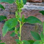 Amaranthus powellii Blatt