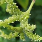 Heliotropium verdcourtii Fruit