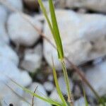 Cenchrus ciliaris Bark