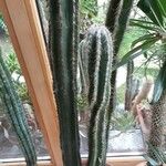 Pilosocereus leucocephalus Alkat (teljes növény)