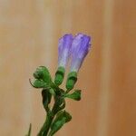 Scutellaria lateriflora 花
