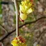 Corylopsis veitchiana