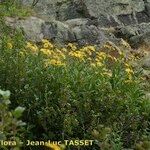 Doronicum corsicum Hábitos