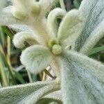 Leucas tomentosa Hoja