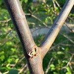 Acer griseum Rinde