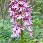 Orchis purpureaКвітка