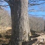 Quercus shumardii Bark