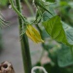 Solanum lycopersicum Квітка