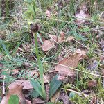 Ophrys arachnitiformis Kukka