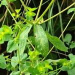 Euphorbia platyphyllos Blad