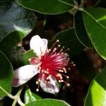 Feijoa sellowianaCvet