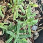 Ajuga iva List