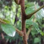 Cnestis corniculata Bark