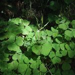 Oxalis trilliifolia Habit