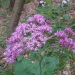 Adenostyles alpina Fula