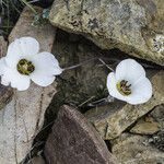 Calochortus bruneaunis Fiore