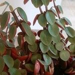 Peperomia verticillata Feuille