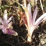 Colchicum autumnale 形态