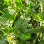 Salvia × sylvestris Leaf