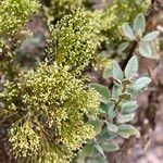 Eriogonum fasciculatum Blatt
